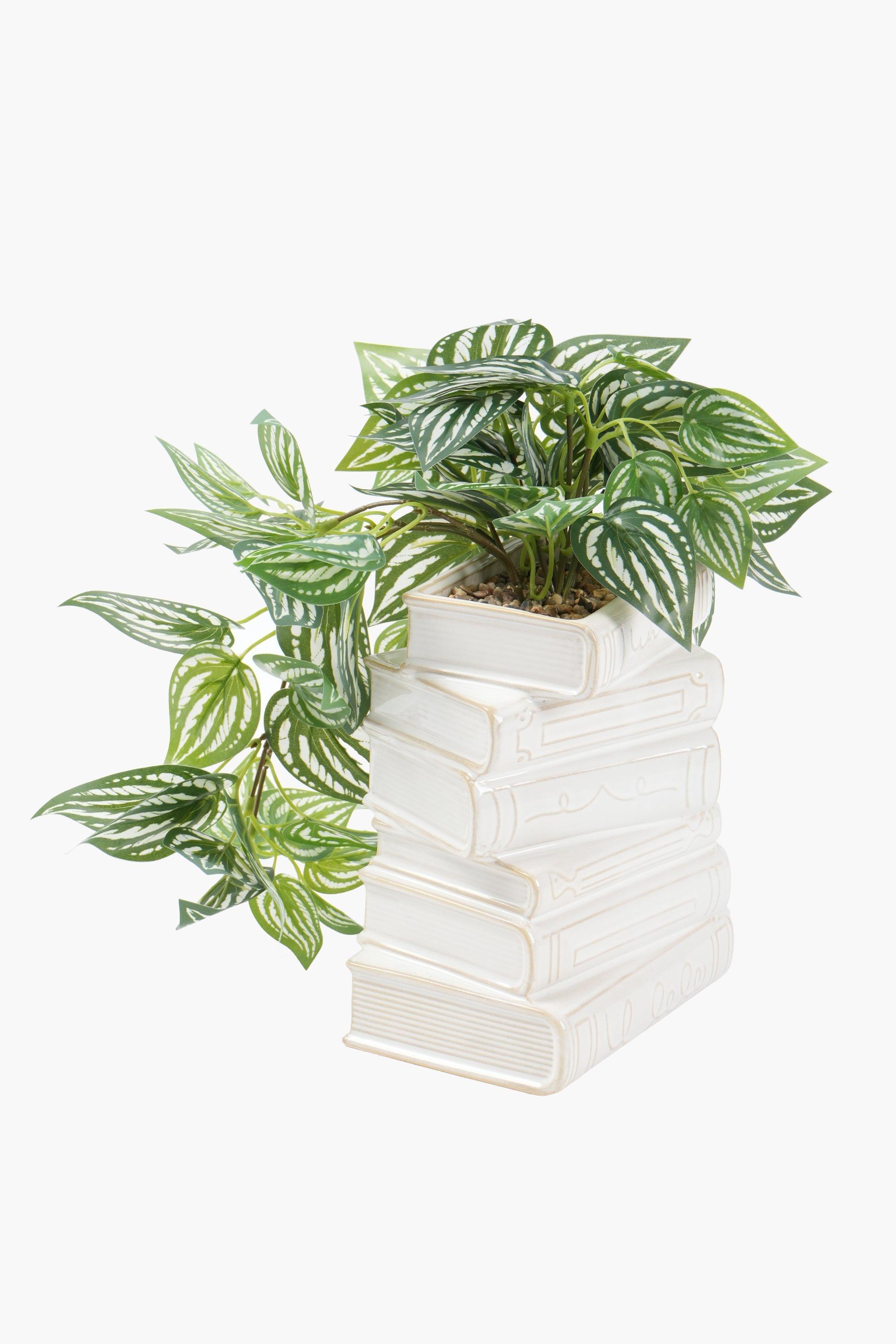 Vine In Book Pot, 16x30cm