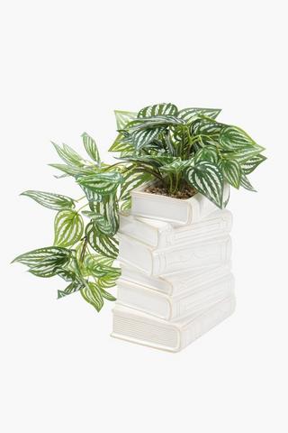 Vine In Book Pot, 16x30cm