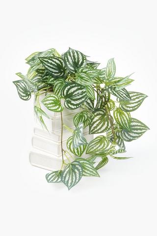Vine In Book Pot, 16x30cm