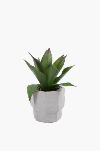 Agave In Stepped Pot, 12x25cm