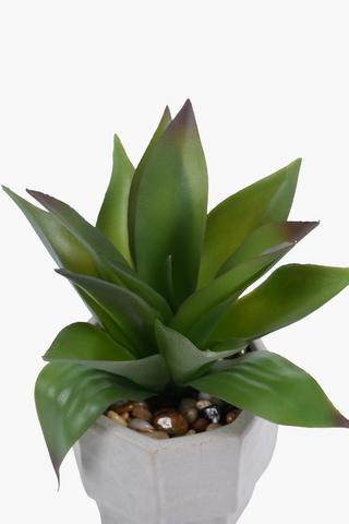Agave In Stepped Pot, 12x25cm
