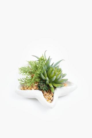 Multi Succulent In Starfish Pot, 15x3cm