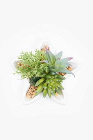 Multi Succulent In Starfish Pot, 15x3cm
