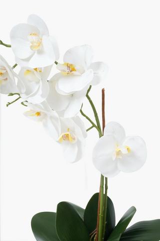 Orchid In Lemon Delft Pot, 13x55cm