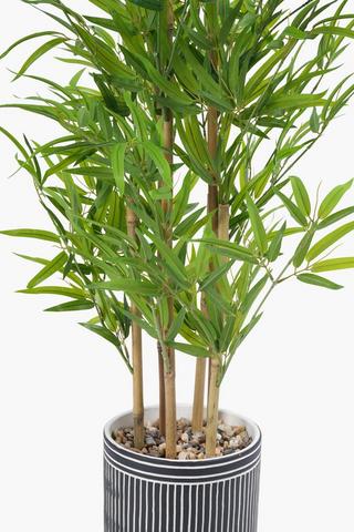Bamboo Tree In Stripe Mono Pot, 120cm