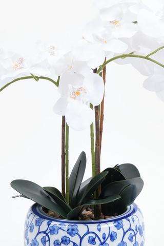 3 Stem Orchid In Delft Pot, 18x53cm