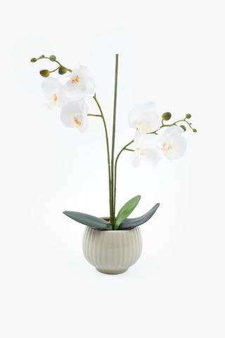 Orchid In Belly Pot, 12x50cm