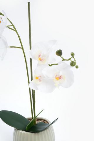 Orchid In Belly Pot, 12x50cm
