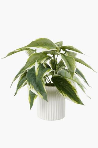 Varigated Leaf In Ribbed Pot. 24cm
