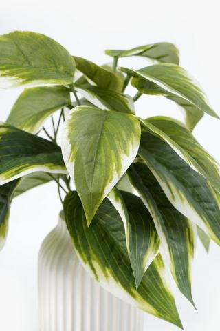 Varigated Leaf In Ribbed Pot. 24cm
