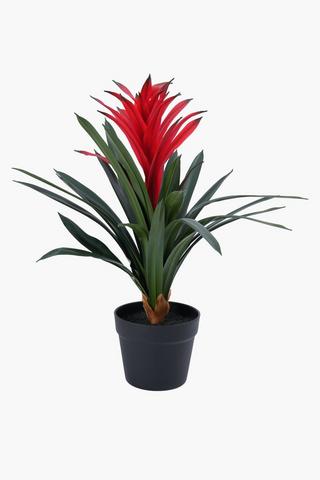 Bromeliad Potted, 61cm