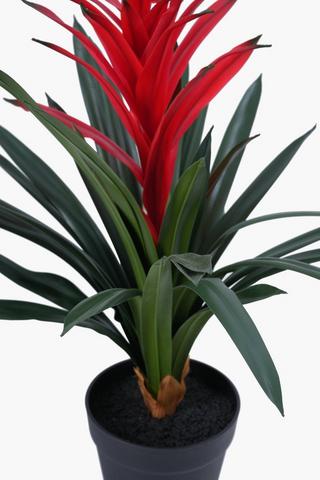 Bromeliad Potted, 61cm