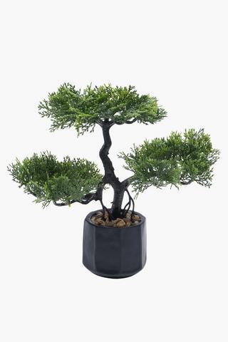 Bonsai In Urban Pot, 7x22cm