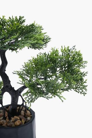 Bonsai In Urban Pot, 7x22cm