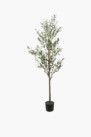 Olive Tree, 180cm