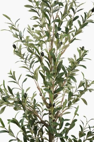 Olive Tree, 180cm