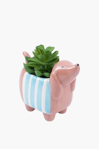 Succulent In Sausage Dog Pot, 14x15cm