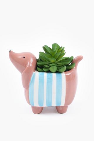 Succulent In Sausage Dog Pot, 14x15cm