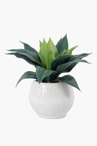 Agave In Coastal Belly Pot, 10x20cm