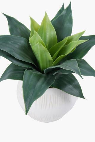 Agave In Coastal Belly Pot, 10x20cm