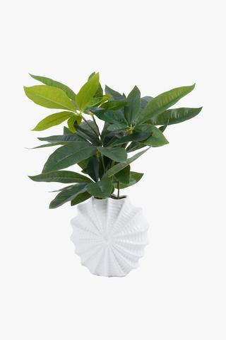 Money Leaf In Shell Pot, 14x38cm