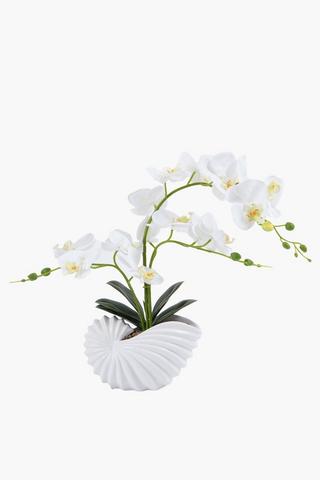 Orchid In Clam Pot, 62cm