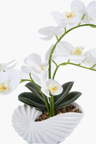 Orchid In Clam Pot, 62cm