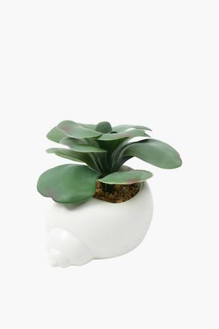 Agave In Shell Pot, 20x23cm