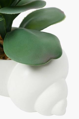 Agave In Shell Pot, 20x23cm