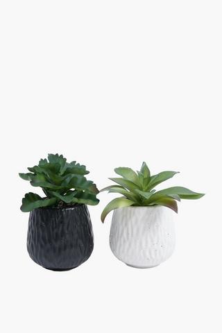 Assorted Succulent In Ceramic Pot, 10x15.5cm