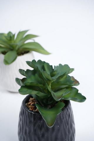 Assorted Succulent In Ceramic Pot, 10x15.5cm