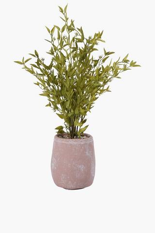 Fine Leaf In Terracotta Pot, 14.5x54cm