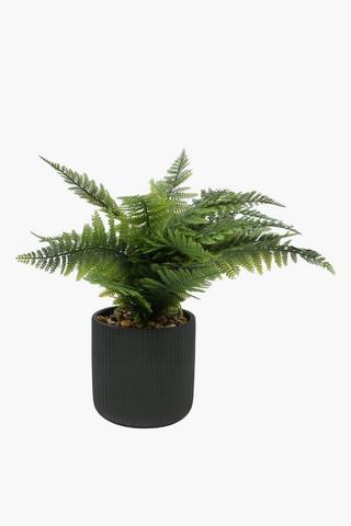 Fern In Ribbed Pot, 18x54cm