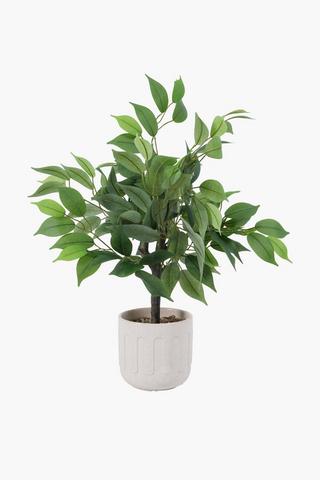 Ficus Tree In Geo Pot, 61cm