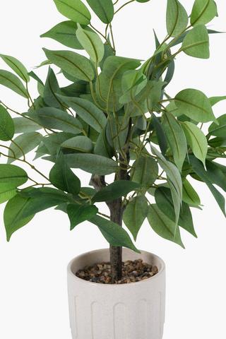 Ficus Tree In Geo Pot, 61cm