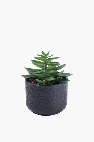Sedum In Beaten Pot, 8x17cm