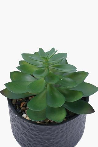 Sedum In Beaten Pot, 8x17cm