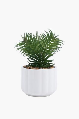 Firebush In Scallop Pot, 11.5x19.5cm