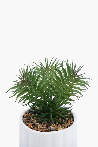 Firebush In Scallop Pot, 11.5x19.5cm