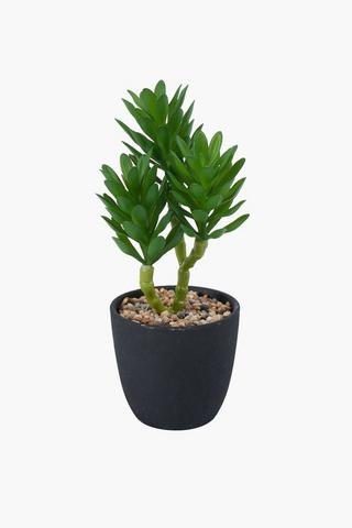 Succulent In Rustic Pot, 25cm