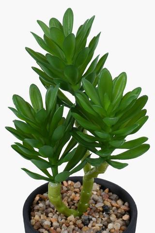 Succulent In Rustic Pot, 25cm
