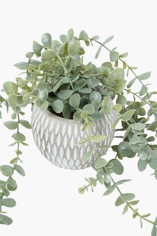 Trailing Gum Leaf Potted, 51x10cm