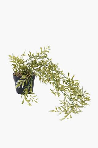 Trailing Tip Leaf In Plastic Pot, 57x10cm