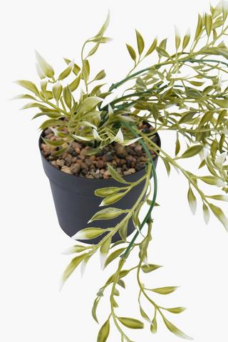 Trailing Tip Leaf In Plastic Pot, 57x10cm