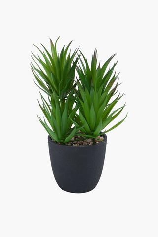 Yucca In Rustic Pot, 25cm