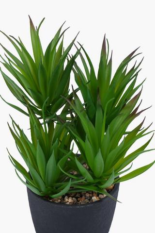 Yucca In Rustic Pot, 25cm