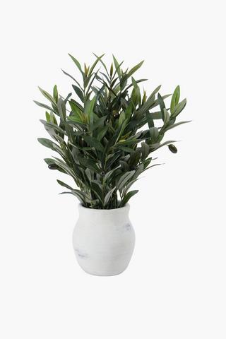 Olive Tree In Urn, 56cm
