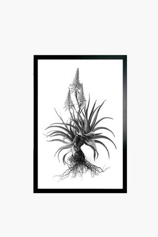 Framed Aloe Canvas, 60x90cm