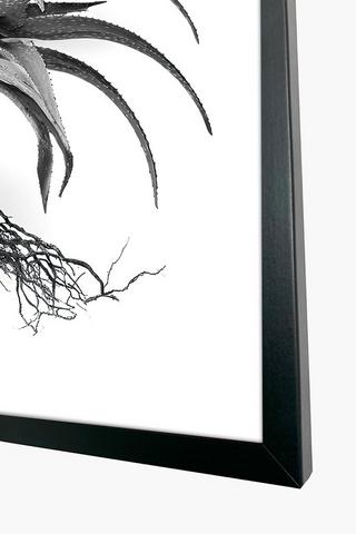 Framed Aloe Canvas, 60x90cm