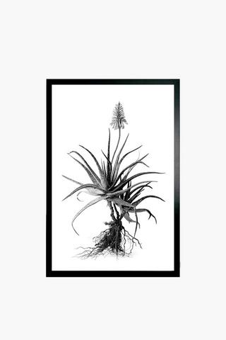 Framed Aloe Canvas, 60x90cm